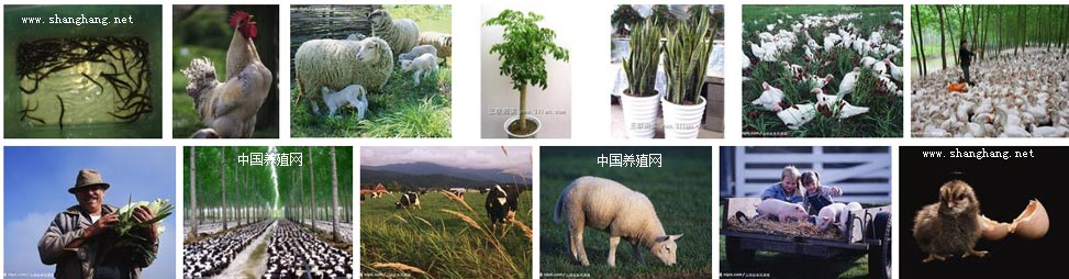 最好的養(yǎng)殖業(yè)網(wǎng)