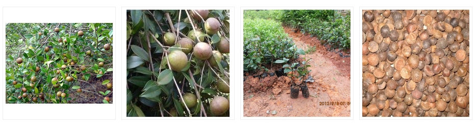 種植技術(shù)培訓(xùn)_茶子樹種苗木批發(fā)