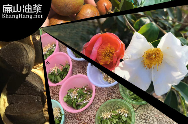 中國(guó)油茶苗培育
