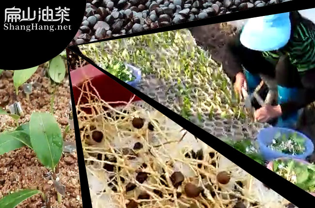 中國(guó)茶籽回收