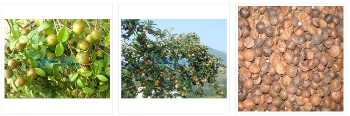 100萬株高產(chǎn)湖南油茶苗、油茶樹品種